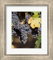 Cabernet Sauvignon Grapes, Wine Country, California Fine Art Print