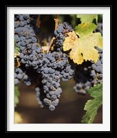 Cabernet Sauvignon Grapes, Wine Country, California Fine Art Print
