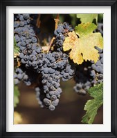 Cabernet Sauvignon Grapes, Wine Country, California Framed Print