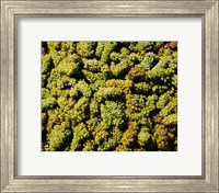 Grapes in a vineyard, Domaine Carneros Winery, Sonoma Valley, California, USA Fine Art Print