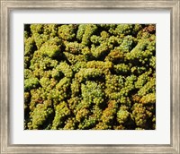 Grapes in a vineyard, Domaine Carneros Winery, Sonoma Valley, California, USA Fine Art Print