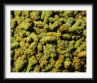 Grapes in a vineyard, Domaine Carneros Winery, Sonoma Valley, California, USA Fine Art Print
