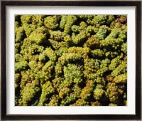 Grapes in a vineyard, Domaine Carneros Winery, Sonoma Valley, California, USA Fine Art Print