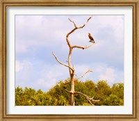 Low angle view of a Cormorant (Phalacrocorax carbo) on a tree, Boynton Beach, Florida, USA Fine Art Print