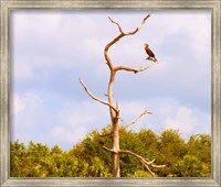 Low angle view of a Cormorant (Phalacrocorax carbo) on a tree, Boynton Beach, Florida, USA Fine Art Print