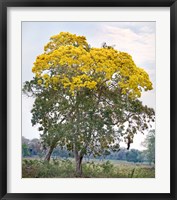 Trees in a field, Three Brothers River, Meeting of the Waters State Park, Pantanal Wetlands, Brazil Fine Art Print
