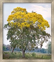 Trees in a field, Three Brothers River, Meeting of the Waters State Park, Pantanal Wetlands, Brazil Fine Art Print