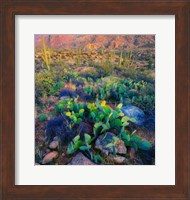 Prickly pear and saguaro cacti, Santa Catalina Mountains, Oro Valley, Arizona, USA Fine Art Print