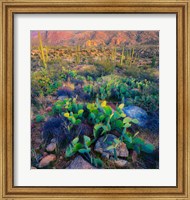 Prickly pear and saguaro cacti, Santa Catalina Mountains, Oro Valley, Arizona, USA Fine Art Print