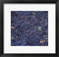 Cabernet Sauvignon Grapes in Vineyard, Wine Country, California Fine Art Print