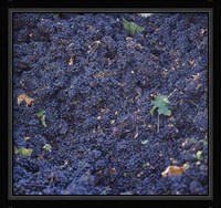 Cabernet Sauvignon Grapes in Vineyard, Wine Country, California Fine Art Print