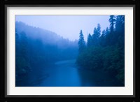 River passing through a forest in the rainy morning, Jedediah Smith Redwoods State Park, Crescent City, California, USA Fine Art Print