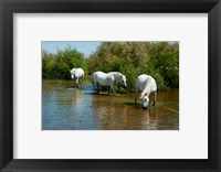 Three Camargue white horses in a lagoon,  Camargue, Saintes-Maries-De-La-Mer, Provence-Alpes-Cote d'Azur, France Fine Art Print