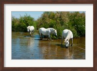 Three Camargue white horses in a lagoon,  Camargue, Saintes-Maries-De-La-Mer, Provence-Alpes-Cote d'Azur, France Fine Art Print
