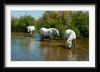Three Camargue white horses in a lagoon,  Camargue, Saintes-Maries-De-La-Mer, Provence-Alpes-Cote d'Azur, France Fine Art Print