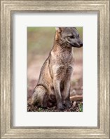 Close-up of a Crab-Eating fox, Three Brothers River, Meeting of the Waters State Park, Pantanal Wetlands, Brazil Fine Art Print