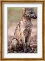 Close-up of a Crab-Eating fox, Three Brothers River, Meeting of the Waters State Park, Pantanal Wetlands, Brazil Fine Art Print