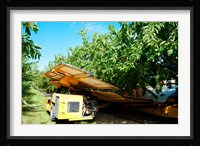 Mechanical Harvester dislodging Cherries into large plastic tub, Provence-Alpes-Cote d'Azur, France Fine Art Print