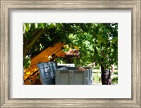 Cherry Harvester, Cucuron, Vaucluse, Provence-Alpes-Cote d'Azur, France Fine Art Print
