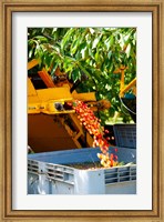 Harvesting Cherries, Cucuron, Vaucluse, Provence-Alpes-Cote d'Azur, France Fine Art Print