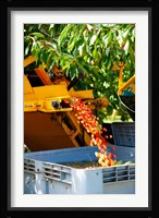Harvesting Cherries, Cucuron, Vaucluse, Provence-Alpes-Cote d'Azur, France Fine Art Print