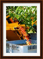 Harvesting Cherries, Cucuron, Vaucluse, Provence-Alpes-Cote d'Azur, France Fine Art Print