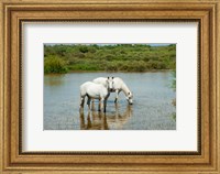 Two Camargue White Horses in a Lagoon, Camargue, Saintes-Maries-De-La-Mer, Provence-Alpes-Cote d'Azur, France (horizontal) Fine Art Print