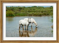 Two Camargue White Horses in a Lagoon, Camargue, Saintes-Maries-De-La-Mer, Provence-Alpes-Cote d'Azur, France (horizontal) Fine Art Print