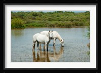 Two Camargue White Horses in a Lagoon, Camargue, Saintes-Maries-De-La-Mer, Provence-Alpes-Cote d'Azur, France (horizontal) Fine Art Print