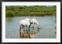 Two Camargue White Horses in a Lagoon, Camargue, Saintes-Maries-De-La-Mer, Provence-Alpes-Cote d'Azur, France (horizontal) Fine Art Print