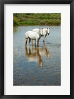 Two Camargue White Horses in a Lagoon, Camargue, Saintes-Maries-De-La-Mer, Provence-Alpes-Cote d'Azur, France (vertical) Fine Art Print