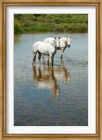 Two Camargue White Horses in a Lagoon, Camargue, Saintes-Maries-De-La-Mer, Provence-Alpes-Cote d'Azur, France (vertical) Fine Art Print