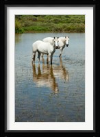 Two Camargue White Horses in a Lagoon, Camargue, Saintes-Maries-De-La-Mer, Provence-Alpes-Cote d'Azur, France (vertical) Fine Art Print