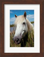 Close up of White Camargue Horse, Camargue, Saintes-Maries-De-La-Mer, Provence-Alpes-Cote d'Azur, France Fine Art Print