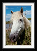 Close up of White Camargue Horse, Camargue, Saintes-Maries-De-La-Mer, Provence-Alpes-Cote d'Azur, France Fine Art Print