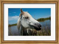 White Camargue Horse with Head over Fence, Camargue, Saintes-Maries-De-La-Mer, Provence-Alpes-Cote d'Azur, France Fine Art Print
