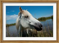 White Camargue Horse with Head over Fence, Camargue, Saintes-Maries-De-La-Mer, Provence-Alpes-Cote d'Azur, France Fine Art Print