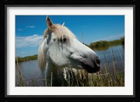 White Camargue Horse with Head over Fence, Camargue, Saintes-Maries-De-La-Mer, Provence-Alpes-Cote d'Azur, France Fine Art Print