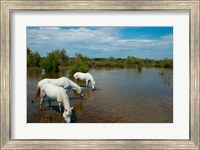 Three white Camargue horses in a lagoon, Camargue, Saintes-Maries-De-La-Mer, Provence-Alpes-Cote d'Azur, France Fine Art Print
