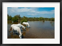 Three white Camargue horses in a lagoon, Camargue, Saintes-Maries-De-La-Mer, Provence-Alpes-Cote d'Azur, France Fine Art Print