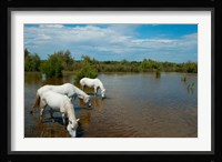 Three white Camargue horses in a lagoon, Camargue, Saintes-Maries-De-La-Mer, Provence-Alpes-Cote d'Azur, France Fine Art Print