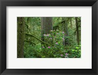 Redwood trees and Rhododendron flowers in a forest, Jedediah Smith Redwoods State Park, Crescent City, California Fine Art Print