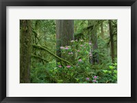 Redwood trees and Rhododendron flowers in a forest, Jedediah Smith Redwoods State Park, Crescent City, California Fine Art Print