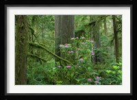 Redwood trees and Rhododendron flowers in a forest, Jedediah Smith Redwoods State Park, Crescent City, California Fine Art Print