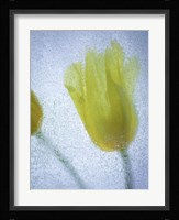 Tulipanes Amarillos 32 2 Fine Art Print
