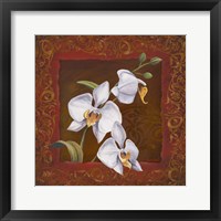 Orchid Study I Framed Print
