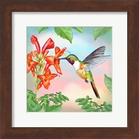 Bahama Woodstar In Honeysuckle Fine Art Print