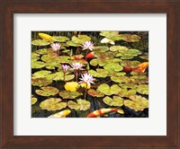 Koi Pond I Fine Art Print