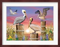 Pelicans Fine Art Print