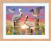 Pelicans Fine Art Print